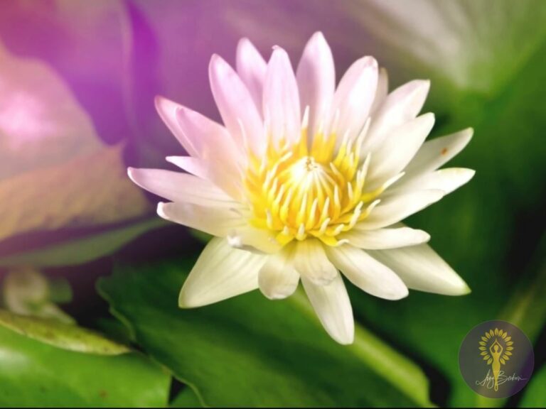 Lotus Transformative Healing